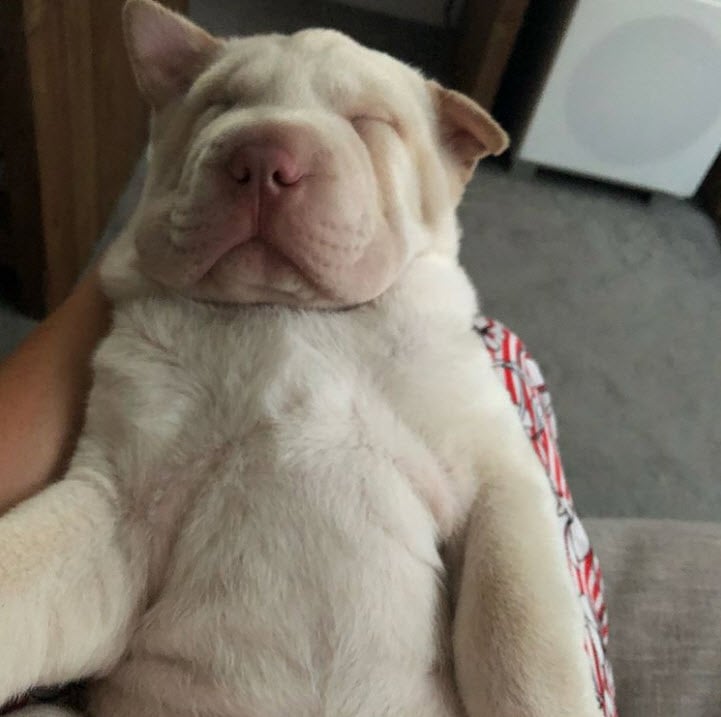 Illustration de l'article : 17 photos de chiens Shar-Pei prouvant qu'une peau plissée peut être la plus jolie des choses